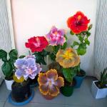 3 Hardy Hibiscus Plants Live, Well Rooted Hibiscus Flower 4-7'' Tall, Flowering Shrub for Garden or Containers Planting (Mix)