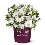 Encore Azalea 1 Gal. Autumn Ivory Azalea Shrub