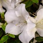 Encore Azalea 1 Gal. Autumn Ivory Azalea Shrub