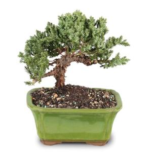 Brussel's Bonsai - Live Green Mound Juniper Bonsai Tree, Outdoor Bonsai Tree Live Plant in Decorative Container, 3 Years Old, 4-6 Inches Tall, Easy Care Bonsai for Patio Garden Decor (Small)