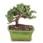 Brussel's Bonsai - Live Green Mound Juniper Bonsai Tree, Outdoor Bonsai Tree Live Plant in Decorative Container, 3 Years Old, 4-6 Inches Tall, Easy Care Bonsai for Patio Garden Decor (Small)