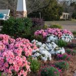 Encore Azalea 1 Gal. Autumn Ivory Azalea Shrub