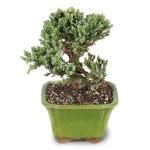 Brussel's Bonsai - Live Green Mound Juniper Bonsai Tree, Outdoor Bonsai Tree Live Plant in Decorative Container, 3 Years Old, 4-6 Inches Tall, Easy Care Bonsai for Patio Garden Decor (Small)