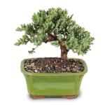 Brussel's Bonsai - Live Green Mound Juniper Bonsai Tree, Outdoor Bonsai Tree Live Plant in Decorative Container, 3 Years Old, 4-6 Inches Tall, Easy Care Bonsai for Patio Garden Decor (Small)