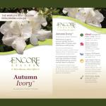 Encore Azalea 1 Gal. Autumn Ivory Azalea Shrub