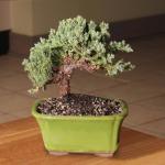 Brussel's Bonsai - Live Green Mound Juniper Bonsai Tree, Outdoor Bonsai Tree Live Plant in Decorative Container, 3 Years Old, 4-6 Inches Tall, Easy Care Bonsai for Patio Garden Decor (Small)