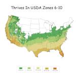 Encore Azalea 1 Gal. Autumn Ivory Azalea Shrub