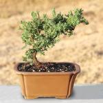 Brussel's Bonsai - Live Green Mound Juniper Bonsai Tree, Outdoor Bonsai Tree Live Plant in Decorative Container, 3 Years Old, 4-6 Inches Tall, Easy Care Bonsai for Patio Garden Decor (Small)