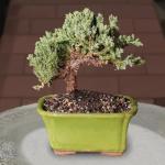 Brussel's Bonsai - Live Green Mound Juniper Bonsai Tree, Outdoor Bonsai Tree Live Plant in Decorative Container, 3 Years Old, 4-6 Inches Tall, Easy Care Bonsai for Patio Garden Decor (Small)