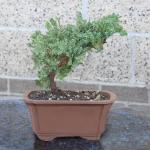 Brussel's Bonsai - Live Green Mound Juniper Bonsai Tree, Outdoor Bonsai Tree Live Plant in Decorative Container, 3 Years Old, 4-6 Inches Tall, Easy Care Bonsai for Patio Garden Decor (Small)