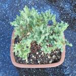 Brussel's Bonsai - Live Green Mound Juniper Bonsai Tree, Outdoor Bonsai Tree Live Plant in Decorative Container, 3 Years Old, 4-6 Inches Tall, Easy Care Bonsai for Patio Garden Decor (Small)