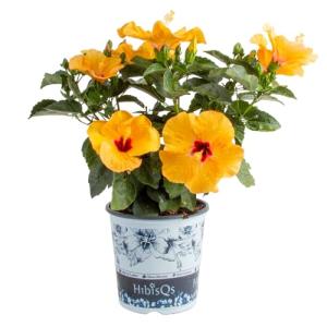 Costa Farms Live Tropical Hibiscus Plant with Yellow Flowers, 1-Gallon Grower Pot, 16-Inches Tall, Real Flowering Outdoor Plant for Patio, Deck, or Garden Decor, Natural Air Purifier
