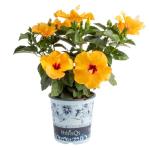 Costa Farms Live Tropical Hibiscus Plant with Yellow Flowers, 1-Gallon Grower Pot, 16-Inches Tall, Real Flowering Outdoor Plant for Patio, Deck, or Garden Decor, Natural Air Purifier