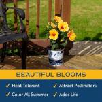 Costa Farms Live Tropical Hibiscus Plant with Yellow Flowers, 1-Gallon Grower Pot, 16-Inches Tall, Real Flowering Outdoor Plant for Patio, Deck, or Garden Decor, Natural Air Purifier