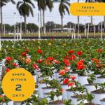 Costa Farms Live Tropical Hibiscus Plant with Yellow Flowers, 1-Gallon Grower Pot, 16-Inches Tall, Real Flowering Outdoor Plant for Patio, Deck, or Garden Decor, Natural Air Purifier