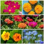 Hummingbird & Butterfly Wildflower Seed Mixture - 15,000+