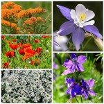 Hummingbird & Butterfly Wildflower Seed Mixture - 15,000+