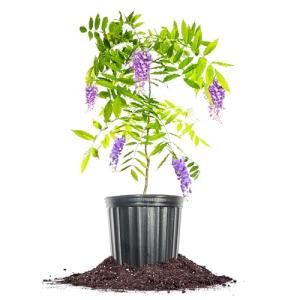Perfect Plants Amethyst Falls Wisteria Vine 1 Gallon | Live Shrub for Outdoor Planting | Fast Growing Vines for Trellis or Fence | Beautiful Purple Flowers During Spring & Summer