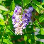 Perfect Plants Amethyst Falls Wisteria Vine 1 Gallon | Live Shrub for Outdoor Planting | Fast Growing Vines for Trellis or Fence | Beautiful Purple Flowers During Spring & Summer