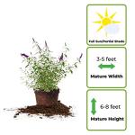 Perfect Plants Black Knight Butterfly Shrub 1 Gallon | Live Bush for Outdoor Planting | Attracting Pollinators Like Butterflies, Bees, and Hummingbirds | Beautiful Dark Purple Flowers in Summer