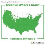 Perfect Plants Black Knight Butterfly Shrub 1 Gallon | Live Bush for Outdoor Planting | Attracting Pollinators Like Butterflies, Bees, and Hummingbirds | Beautiful Dark Purple Flowers in Summer
