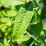 Perfect Plants Black Knight Butterfly Shrub 1 Gallon | Live Bush for Outdoor Planting | Attracting Pollinators Like Butterflies, Bees, and Hummingbirds | Beautiful Dark Purple Flowers in Summer