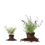 Perfect Plants Black Knight Butterfly Shrub 1 Gallon | Live Bush for Outdoor Planting | Attracting Pollinators Like Butterflies, Bees, and Hummingbirds | Beautiful Dark Purple Flowers in Summer