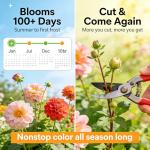 CarpetC 500+ Zinnia Seeds for Planting - Zinnia elegans Heirloom, Common Zinnia Youth-and-Age Cut and Come Again, Non-GMO Flower Seeds for Garden Borders, Cutting Gardens & Containers