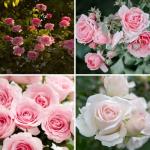CarpetC 150+ Pink Rose Seeds for Planting, Fragrant Flower Perennial Shrub, Non-GMO Heirloom for Garden Borders, Containers and Cut Flowers