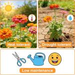 CarpetC 500+ Zinnia Seeds for Planting - Zinnia elegans Heirloom, Common Zinnia Youth-and-Age Cut and Come Again, Non-GMO Flower Seeds for Garden Borders, Cutting Gardens & Containers