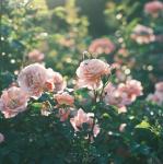 CarpetC 150+ Pink Rose Seeds for Planting, Fragrant Flower Perennial Shrub, Non-GMO Heirloom for Garden Borders, Containers and Cut Flowers