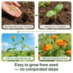 CarpetC 500+ Zinnia Seeds for Planting - Zinnia elegans Heirloom, Common Zinnia Youth-and-Age Cut and Come Again, Non-GMO Flower Seeds for Garden Borders, Cutting Gardens & Containers