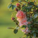 CarpetC 150+ Pink Rose Seeds for Planting, Fragrant Flower Perennial Shrub, Non-GMO Heirloom for Garden Borders, Containers and Cut Flowers