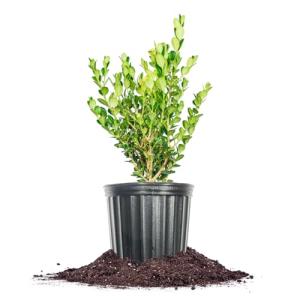 Perfect Plants Winter Gem Boxwood 1 Gallon | Live Shrub for Landscaping, Topiary, Hedges | Evergreen & Low Maintenance