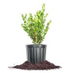 Perfect Plants Winter Gem Boxwood 1 Gallon | Live Shrub for Landscaping, Topiary, Hedges | Evergreen & Low Maintenance