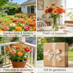 CarpetC 500+ Zinnia Seeds for Planting - Zinnia elegans Heirloom, Common Zinnia Youth-and-Age Cut and Come Again, Non-GMO Flower Seeds for Garden Borders, Cutting Gardens & Containers