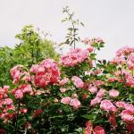 CarpetC 150+ Pink Rose Seeds for Planting, Fragrant Flower Perennial Shrub, Non-GMO Heirloom for Garden Borders, Containers and Cut Flowers