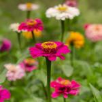 CarpetC 500+ Zinnia Seeds for Planting - Zinnia elegans Heirloom, Common Zinnia Youth-and-Age Cut and Come Again, Non-GMO Flower Seeds for Garden Borders, Cutting Gardens & Containers
