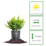 Perfect Plants Winter Gem Boxwood 1 Gallon | Live Shrub for Landscaping, Topiary, Hedges | Evergreen & Low Maintenance