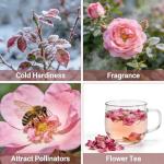 CarpetC 150+ Pink Rose Seeds for Planting, Fragrant Flower Perennial Shrub, Non-GMO Heirloom for Garden Borders, Containers and Cut Flowers