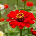CarpetC 500+ Zinnia Seeds for Planting - Zinnia elegans Heirloom, Common Zinnia Youth-and-Age Cut and Come Again, Non-GMO Flower Seeds for Garden Borders, Cutting Gardens & Containers