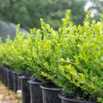 Perfect Plants Winter Gem Boxwood 1 Gallon | Live Shrub for Landscaping, Topiary, Hedges | Evergreen & Low Maintenance