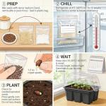 CarpetC 150+ Pink Rose Seeds for Planting, Fragrant Flower Perennial Shrub, Non-GMO Heirloom for Garden Borders, Containers and Cut Flowers