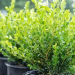 Perfect Plants Winter Gem Boxwood 1 Gallon | Live Shrub for Landscaping, Topiary, Hedges | Evergreen & Low Maintenance