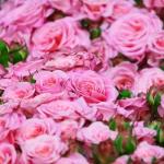 CarpetC 150+ Pink Rose Seeds for Planting, Fragrant Flower Perennial Shrub, Non-GMO Heirloom for Garden Borders, Containers and Cut Flowers