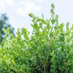 Perfect Plants Winter Gem Boxwood 1 Gallon | Live Shrub for Landscaping, Topiary, Hedges | Evergreen & Low Maintenance