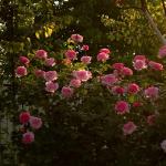 CarpetC 150+ Pink Rose Seeds for Planting, Fragrant Flower Perennial Shrub, Non-GMO Heirloom for Garden Borders, Containers and Cut Flowers