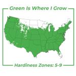 Perfect Plants Winter Gem Boxwood 1 Gallon | Live Shrub for Landscaping, Topiary, Hedges | Evergreen & Low Maintenance