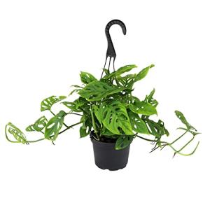 6" Swiss Cheese Plant Monstera Adansonii Live Plant Hanging Basket, Swiss Cheese Monstera Plant Live House Plants Indoors Live Plants Indoor Plants Live Houseplants Live Indoor by Plants for Pets