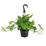 6" Swiss Cheese Plant Monstera Adansonii Live Plant Hanging Basket, Swiss Cheese Monstera Plant Live House Plants Indoors Live Plants Indoor Plants Live Houseplants Live Indoor by Plants for Pets